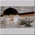 Marpissa muscosa - Rindenspringspinne 04 5mm Jungtier 01.jpg